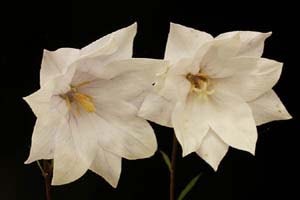 網目八重咲キキョウ