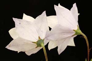 網目八重咲キキョウ