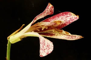 赤花斑咲きウバユリ