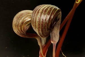 シマウマテンナンショウ