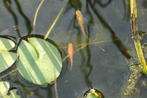 ヒメダカ 楊貴妃