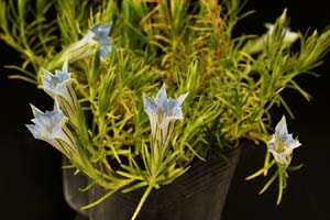 ゲンチアナ・テルミフォリア