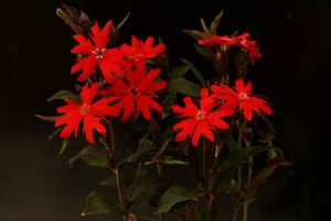 赤花マツモトセンノウ