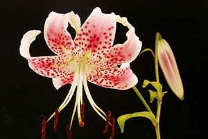 シマカノコユリ