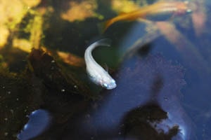 白メダカ