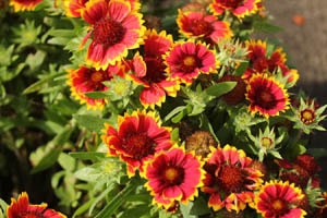 ガイラーディア