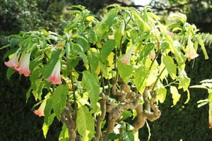 木立朝鮮アサガオ