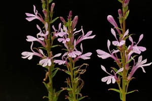 桃花サワギキョウ