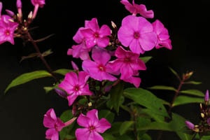 フロックス ブルーパラダイス