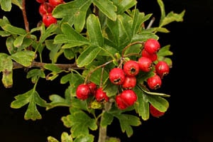 サンザシ クリムゾンクラウド