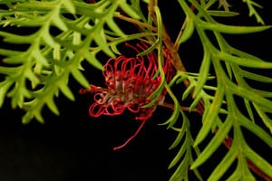 スパイダーツリー