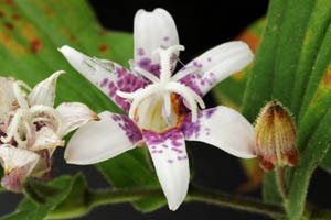 ホトトギス 紫酔