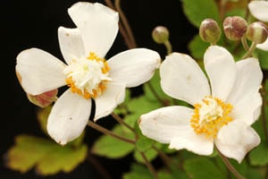 白八重シュウメイギク