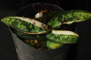 斑入屋久島チャボホトトギス