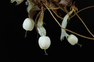 白実ツルリンドウ