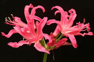 ネリネ マンシェリー