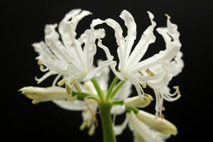白花ネリネ