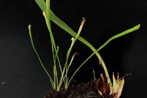 サラセニア 実生