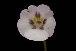 ムシトリスミレ 朧月