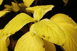 アジサイ レモンウェーブ