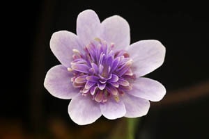 唐子咲 あけぼの