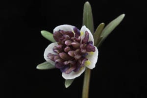 唐子咲セツブンソウ