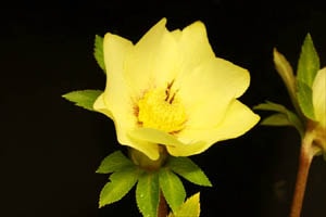 クリスマスローズ