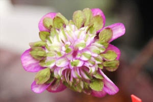 いろどりがきれいな花。