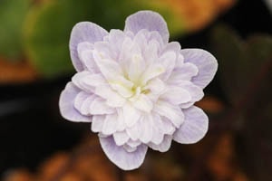 淡い網目の上品な花。