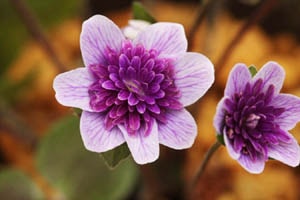 網目の千重咲でとてもきれい。