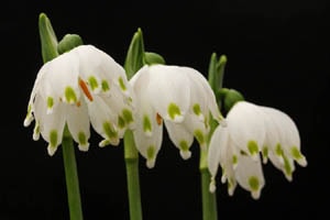 ダブル咲スノーフレーク。珍品。