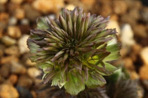 フクジュソウ玉孔雀。超珍品。