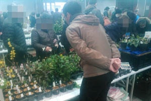 初日の山草フェア