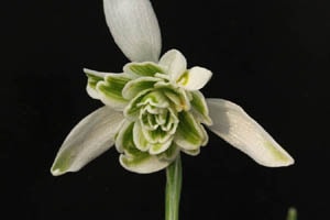 八重咲スノードロップ ニヴァリス