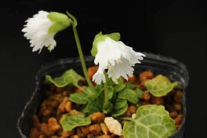 純白イワウチワ