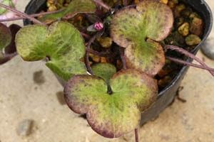 雪割草の古い葉