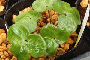 雪割草の新しい葉