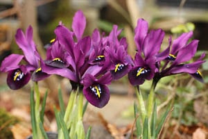 ミニアイリス ジョージ