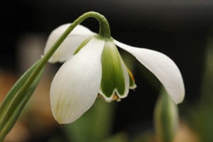 スノードロップ ヒッポリュテ
