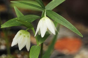 素心出雲コバイモ