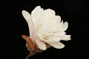 八重咲シデコブシ ロイヤルスター