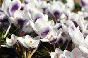 クロッカス プリンス・クラウス