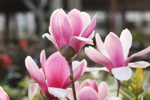 モクレン サティスファクション