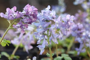 エゾエンゴサク