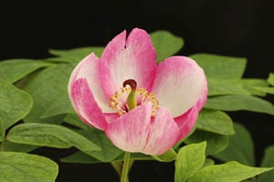 ヤマシャクヤク 阿波美人