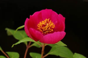 コーカサス×緋宝