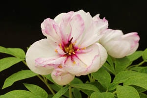 紅覆輪八重咲ヤマシャクヤク