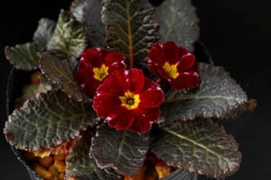 プリムラ イニスフリー