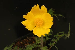 撫子咲セリバヤマブキソウ