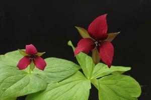 巨大輪赤花エンレイソウ